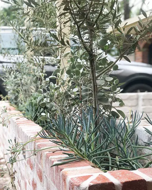 Brick-lined Senecio Garden Beds