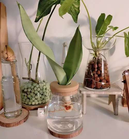 A Dedicated Corner of Plants in Water on Mini Stands