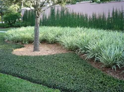 Clean and Modern Garden