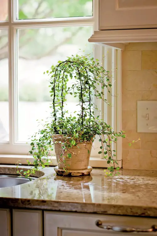 A Tabletop Planter with a Vine Trellis