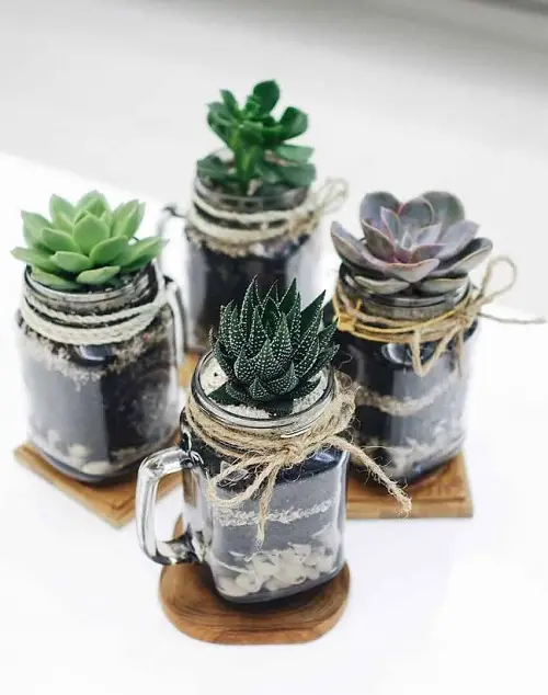 Glass Jar Succulents