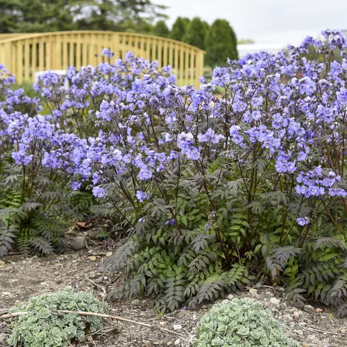 Plants That Grow Without Sunlight