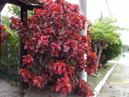 Red-leafed plant cultivars 