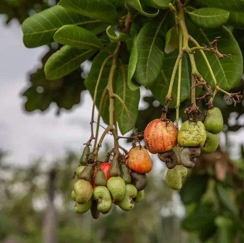 Where Do Cashews Grow 2