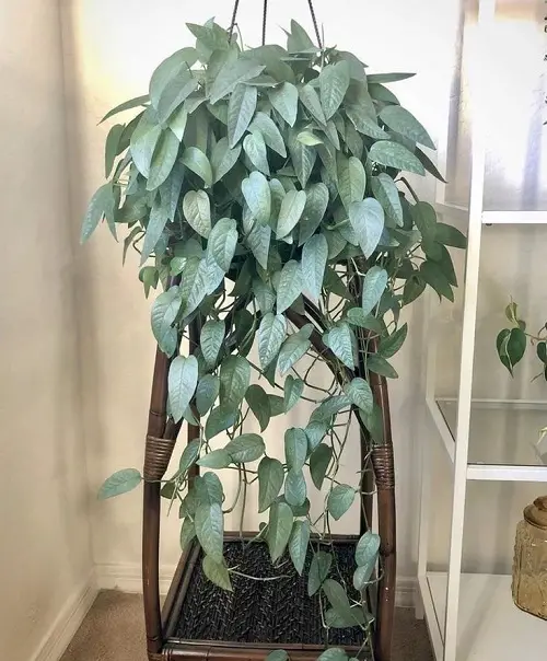 Epipremnum Pinnatum