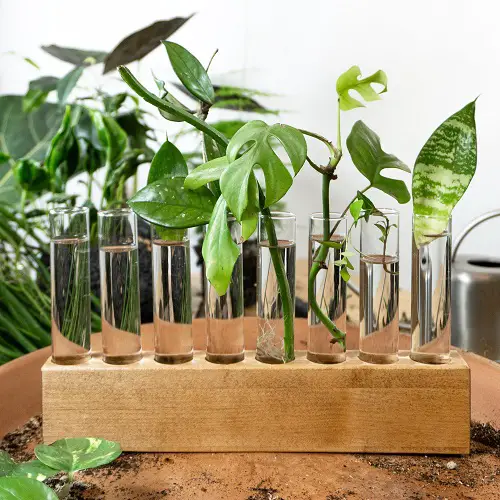 Indoor Aquatic Plants on a Shelves 