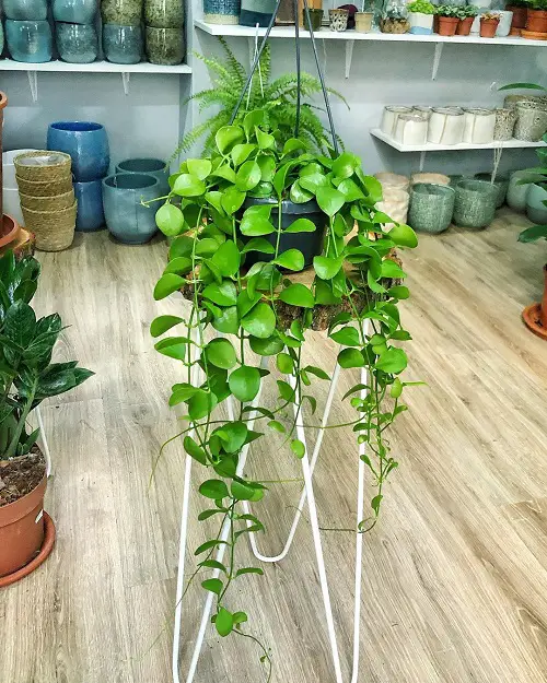 Requirements for Growing Dischidia Imbricata
