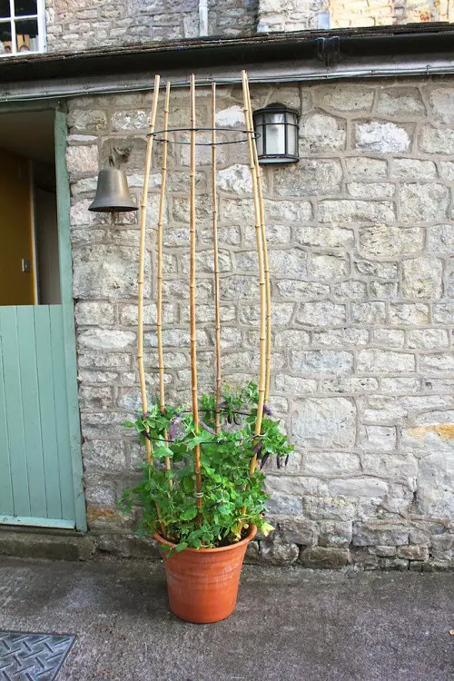 Tall Willow Trellis for Container Gardening