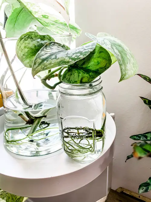 Satin Pothos in a Mason Jar Centerpiece 5