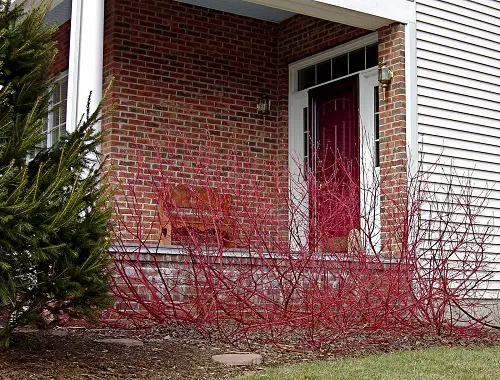 Red Twig Garden Bed