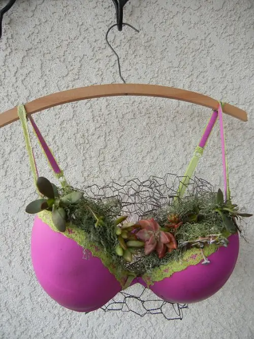 Succulent Bra Garden