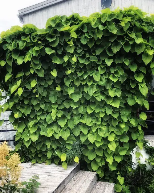 best Quick-Growing Vines to Cover a Wall or Fence