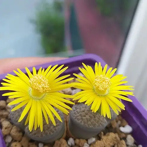 Yellow-Flowered Succulents
