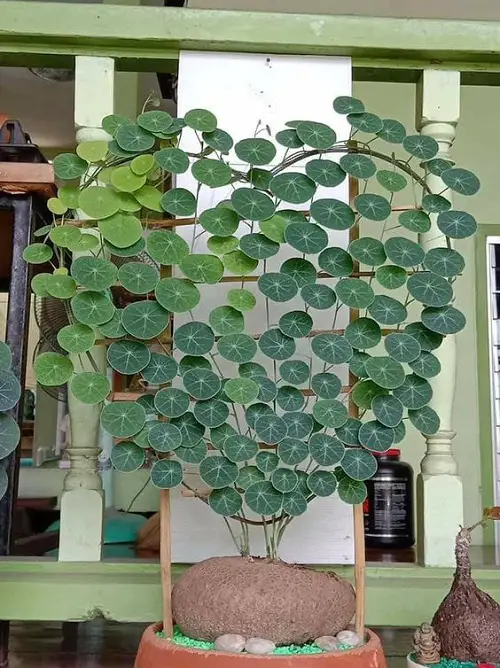 Round Leaf Plant with a Heart-shaped Trellis