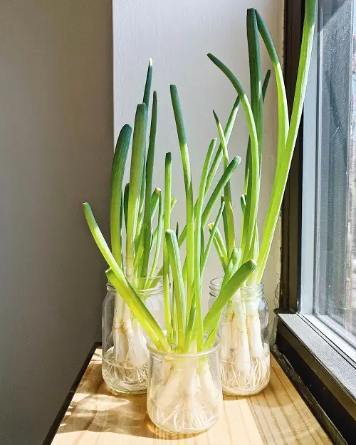 Vegetables You Can Grow in Water