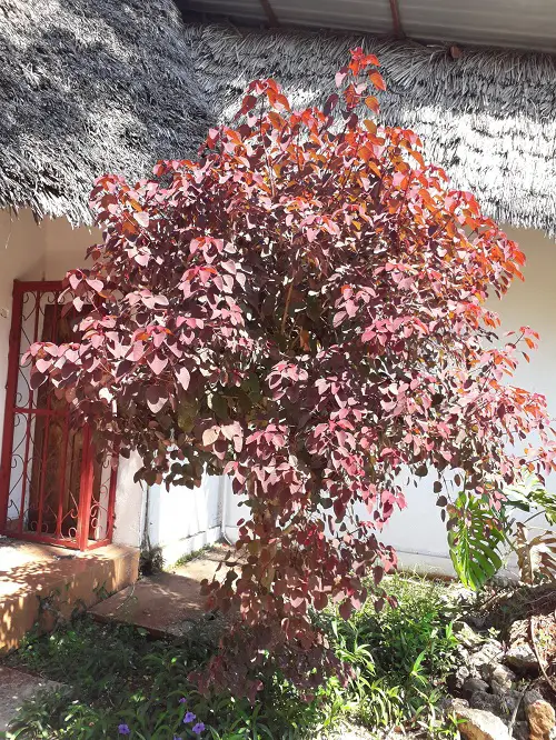 Plant Varieties with Red Leaves 