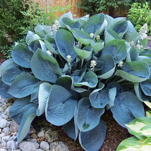 Hostas with Purple Flowers