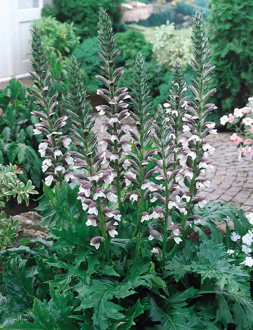 Greek Flowers for the Home and Garden
