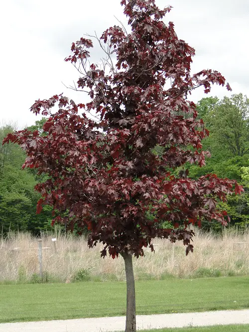 Beautiful Trees With Purple Leaves in garden