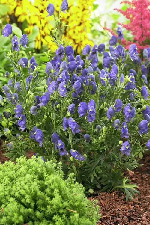 Blue Flower Names in blue pot 