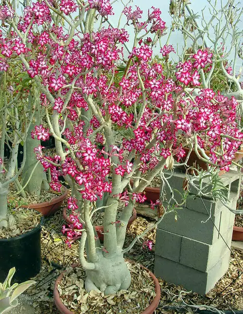 Amazing Stunning Types of Desert Rose Varieties
