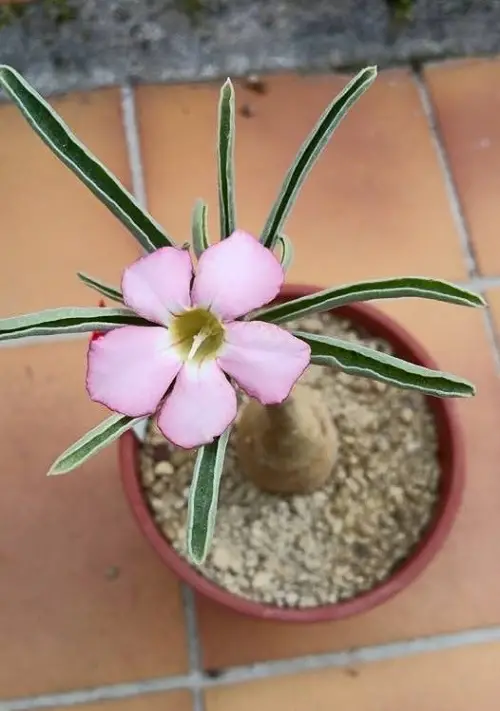 Types of Desert Rose Varieties