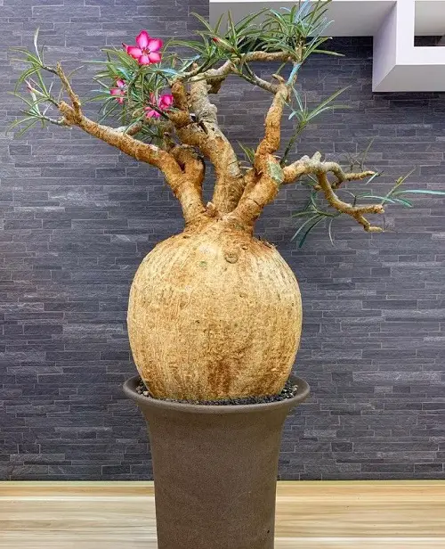 Stunning Types of Desert Rose Varieties