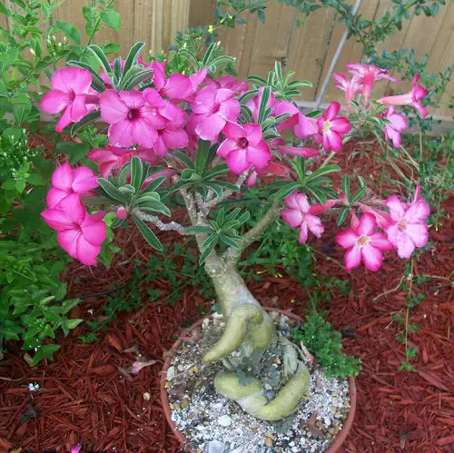 top Stunning Types of Desert Rose Varieties