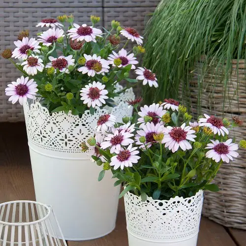 trending Flowers that Start with A