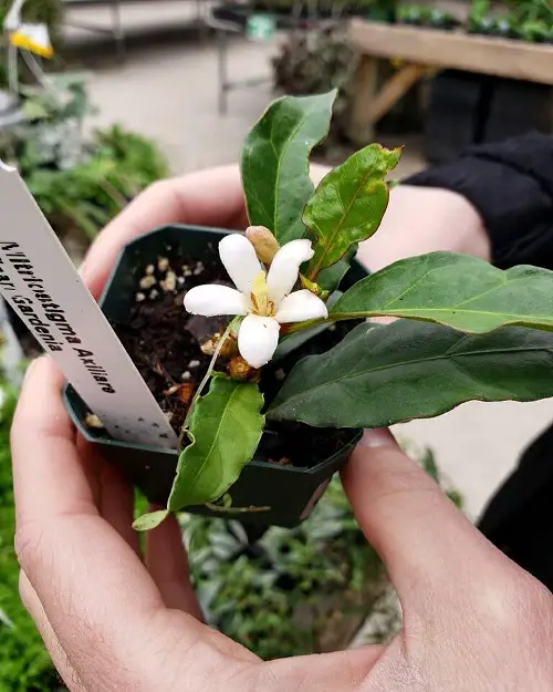 Propagating African Gardenia