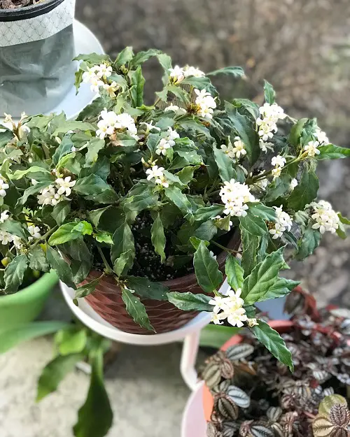 African Gardenia Care