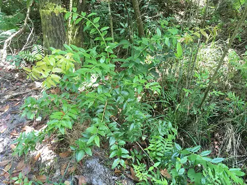 Plants to Grow Under Big Trees1