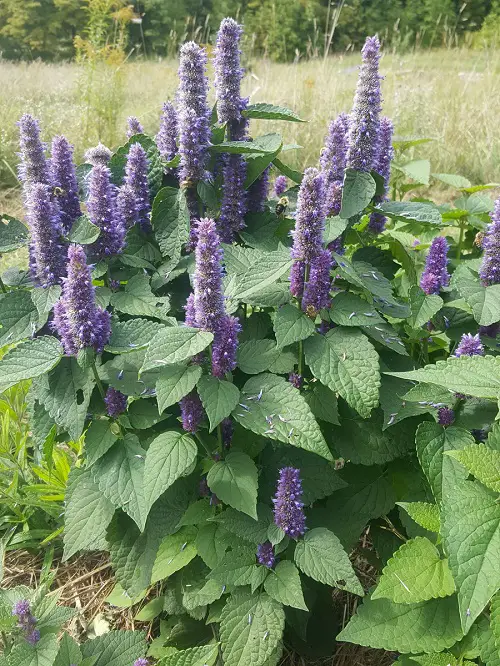 Purple Evergreen Flowers in garden