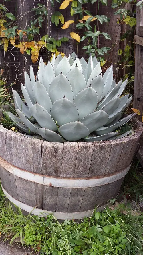 Best Succulent Plants for Barrels