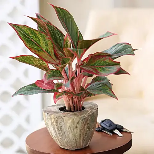 red stem plants indoor