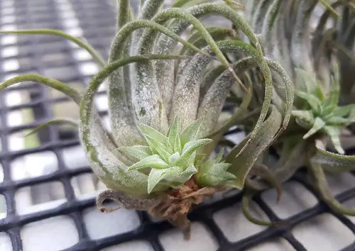 beautiful Indoor Plants You can Grow from Pups