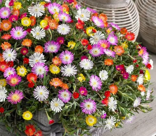 Flowers with a F in the beginning 