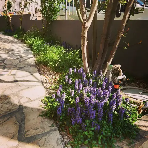 Plants to Grow Beneath Large Trees 1