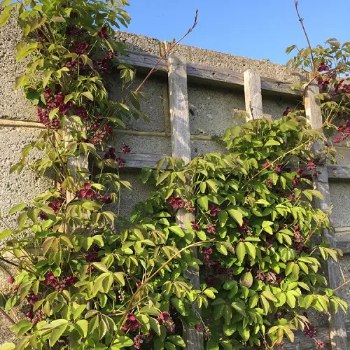 Evergreen Vines for Year-Round Interest 2