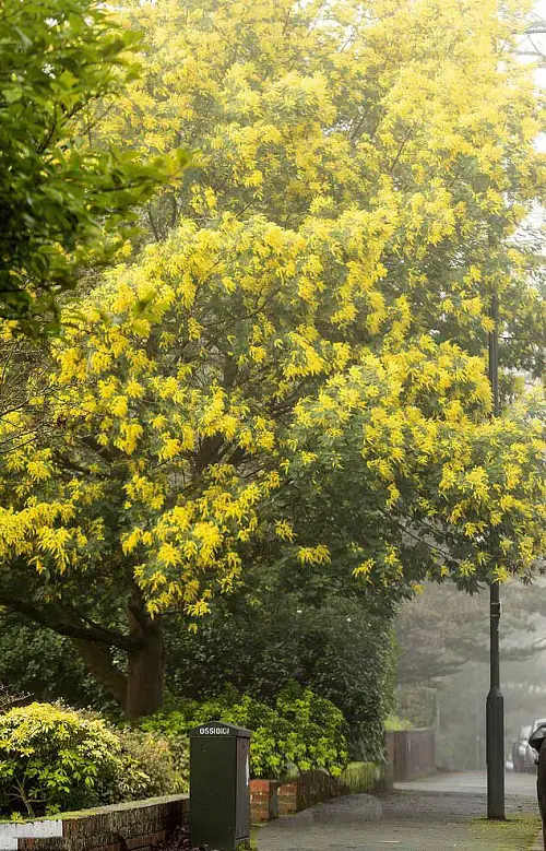 Types of Yellow Flowers for Garden 