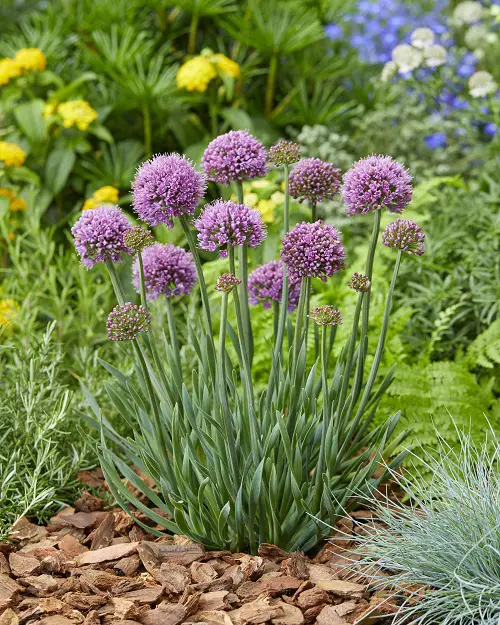 Flowers that Come Back Every Year 4