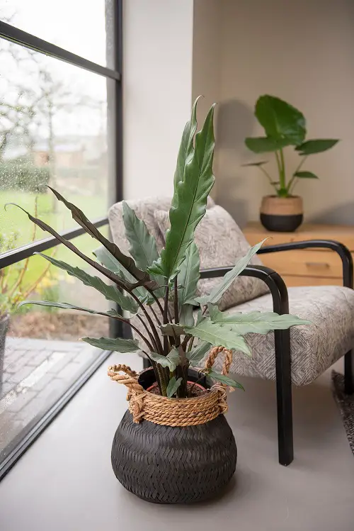 window plants with purple and green leaves
