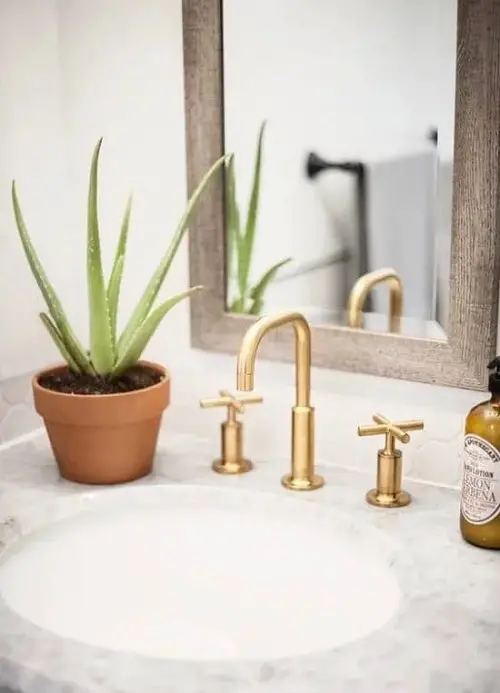 Best Shower Plants near mirror