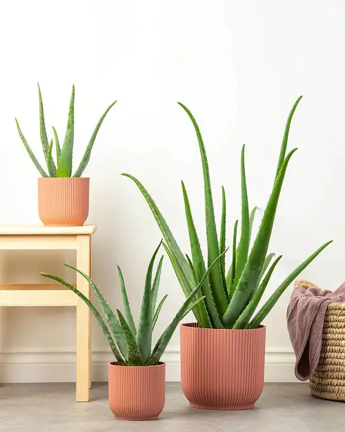 Aloe Vera Succulent Perennial Houseplants