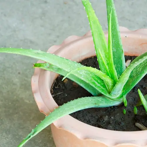 beautiful Indoor Plants You can Grow from Pups