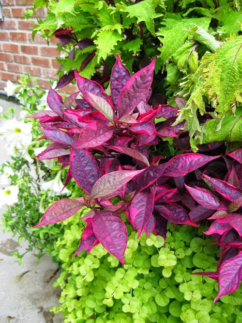 Best Red Outdoor Plants