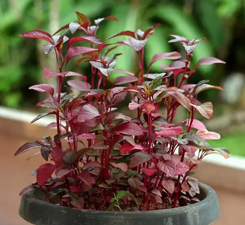 red stem plants 