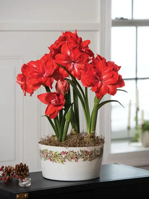 Best Christmas Flower Bulbs