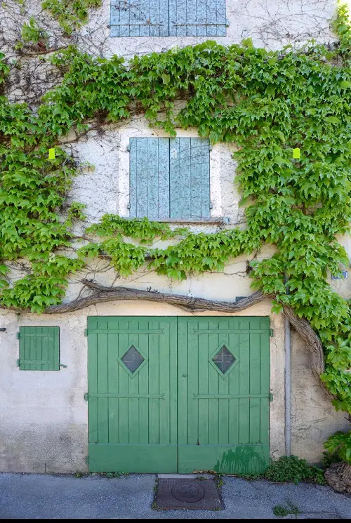 Wall Fence Covering using Quick-Growing Vines