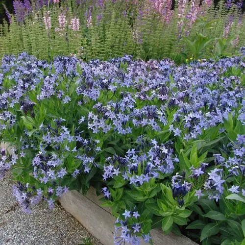 Shade-Growing Perennials That Bloom All Summer 3